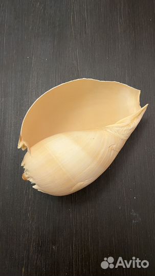 Ракушки морские