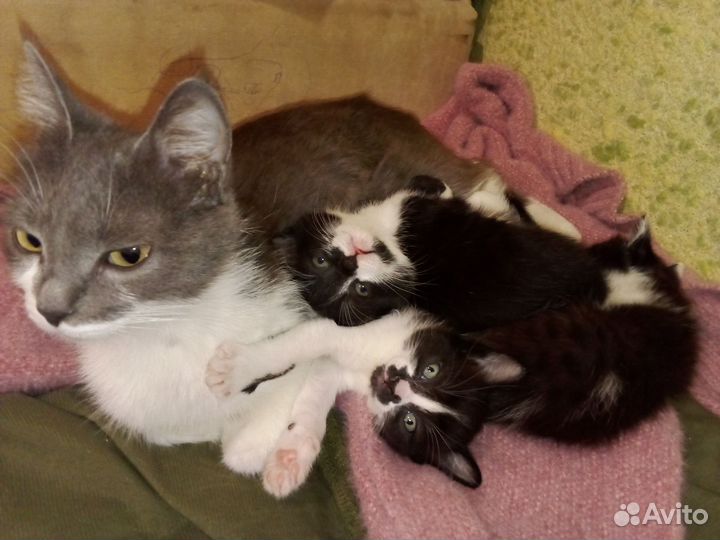 Отдам Котяток