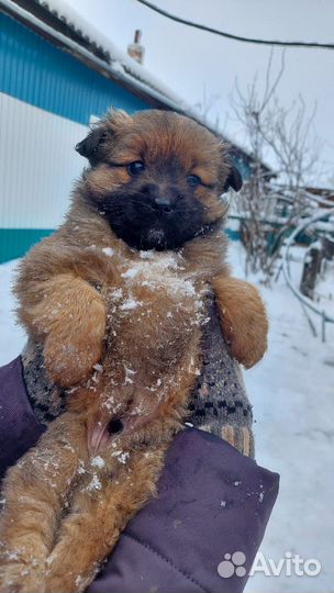 Отдам щенка в добрые руки