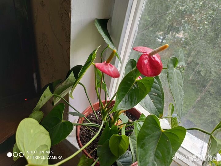 Комнатные цветы антуриум