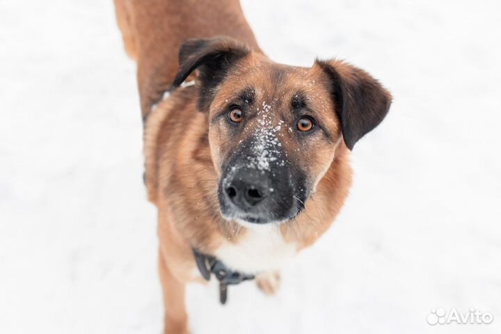 Собака в добрые руки