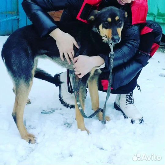 Собака Милочка