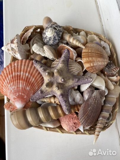 Морские ракушки и раковины