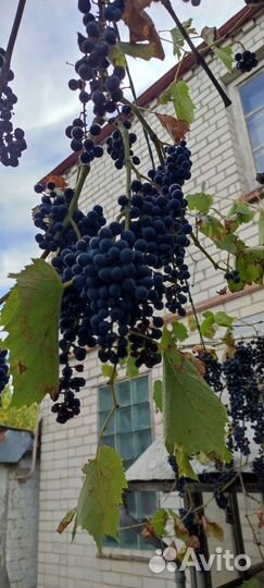 Виноград