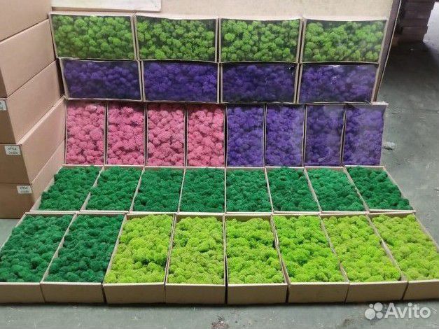 Стабилизиронный мох ягель, кочка, пластовой