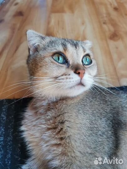 Мася ищет дом