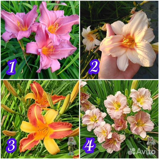 Лилейник сортовой Цветы для сада