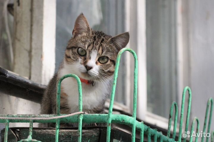 Фотограф анималист