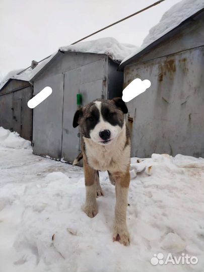 Среднеазиатская овчарка