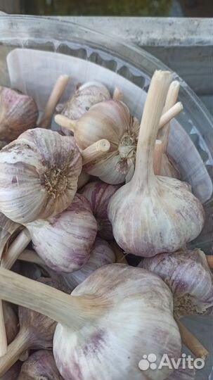 Чеснок на посадку
