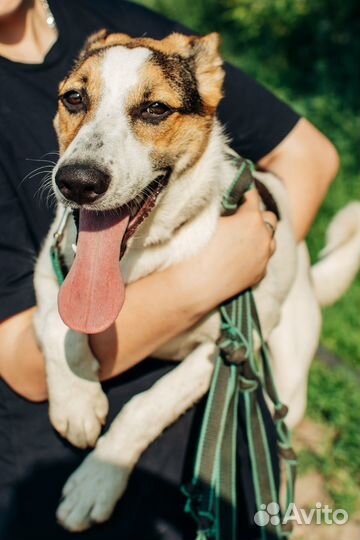 Щенок Флафи в добрые руки