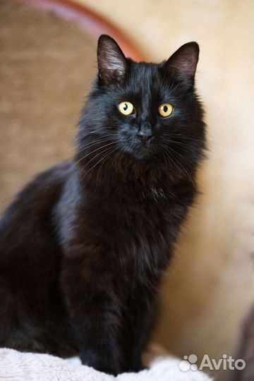 Масю не замечают, нужен дом