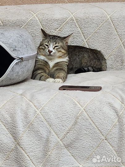 Ласковый молодой котик