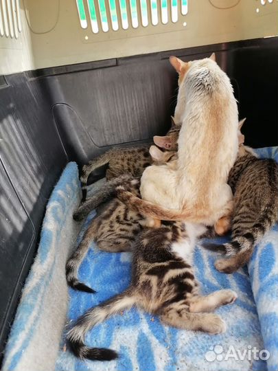 Бенгальские малыши