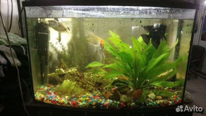 Аквариум 50л безшовный комплект с рыбами