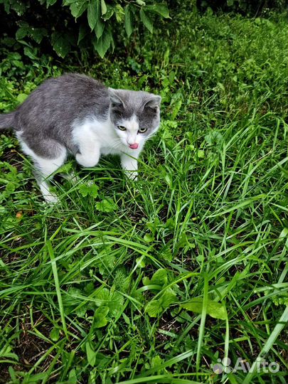 Котик в добрые руки