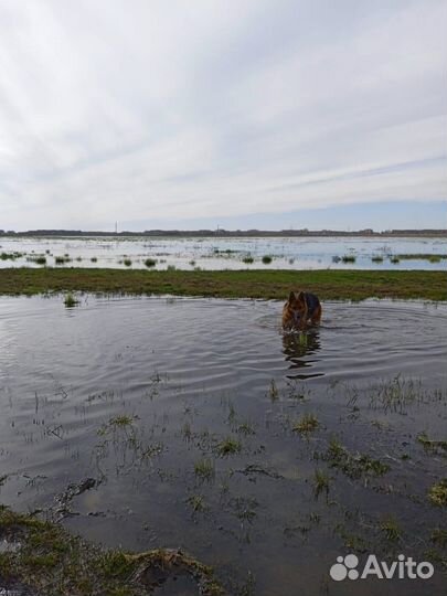 Немецкая овчарка продажа