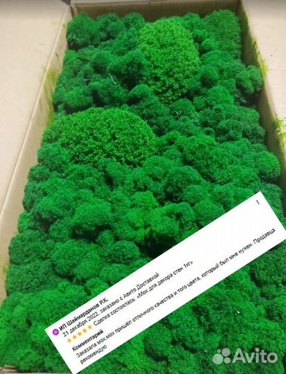 Стабилизированный мох ягель, королевский, кочки