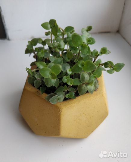 Каллизия в бетонном горшке, домашний цветок