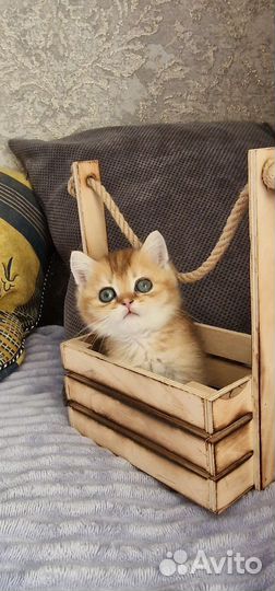 Золотого окраса котик