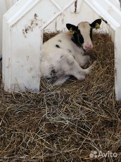 Телята бычки