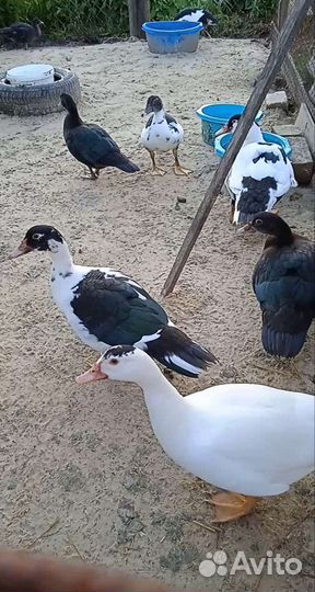 Инкубационное яйцо индоутки