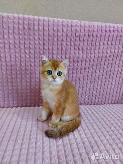 Шотландские котята