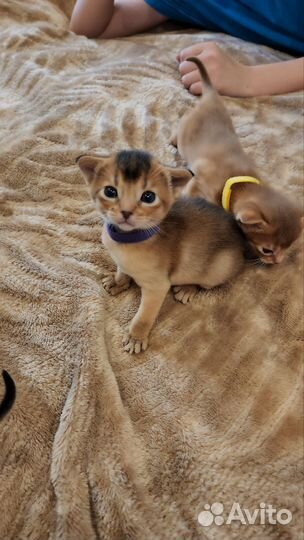 Абиссинская