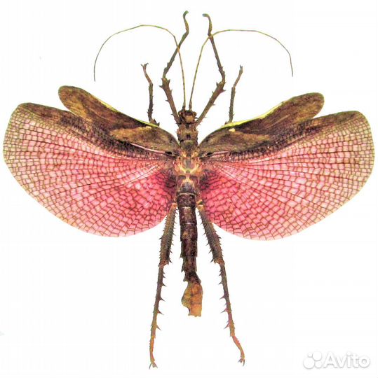 Heteropteryx dilatata самец имаго