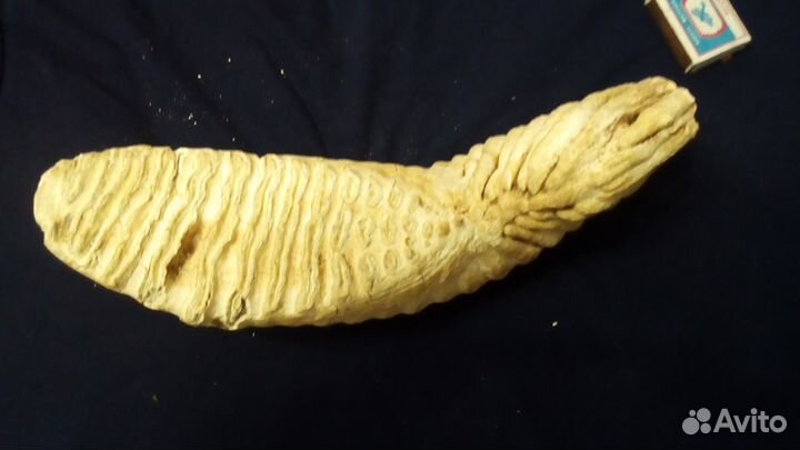 Зуб мамонта