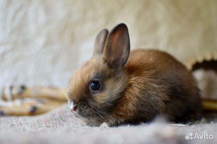 Питомник декоративных карликовых кроликов