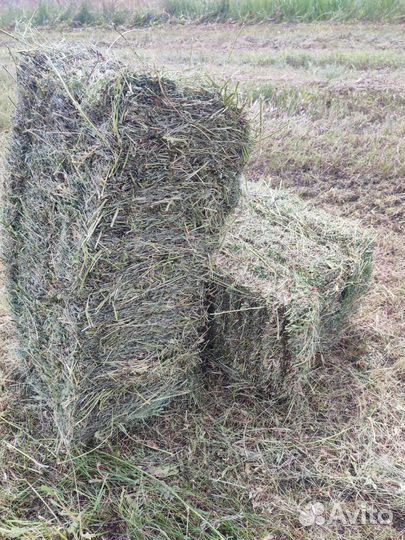 Сено люцерны в тюках