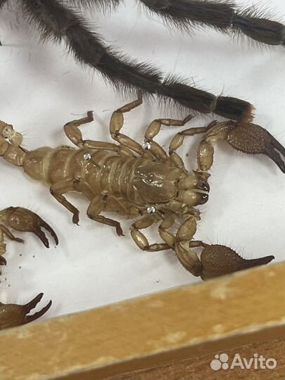 Репетитор по биологии