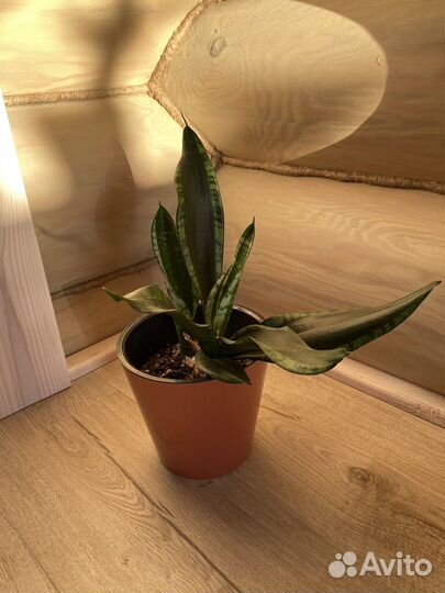 Сансевиерие Грей Страйп