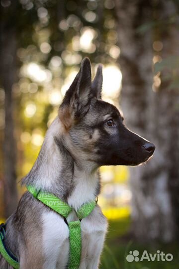 Щенок в добрые руки