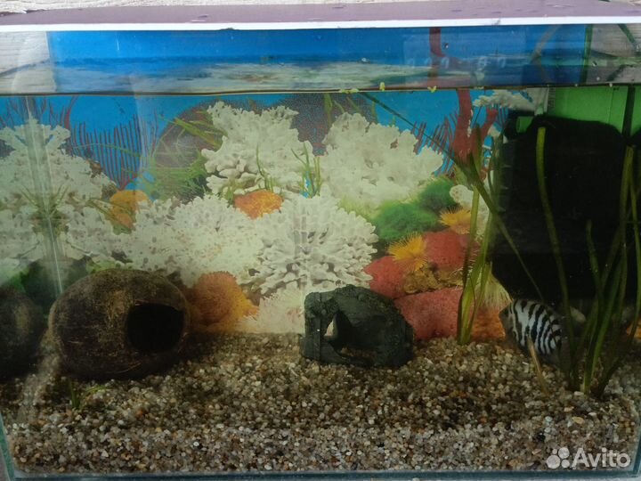 Аквариум с рыбками