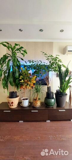 Фикус Бенджамина Драцена душистая