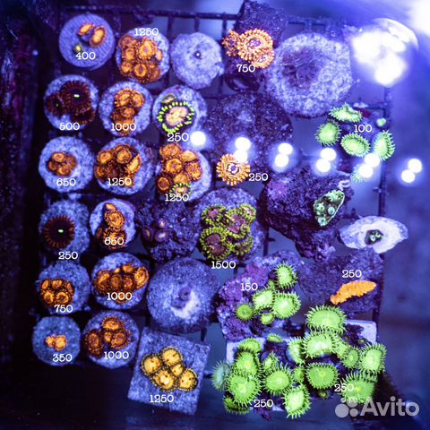 Морские кораллы Зоантусы купить в Москве | Животные и зоотовары | Авито
