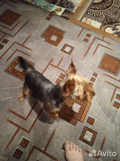 Йоркширский терьер кабелек вязка