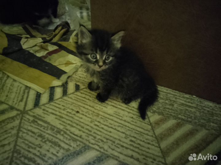 Котята мейн-кун