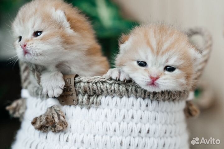 Британские котята