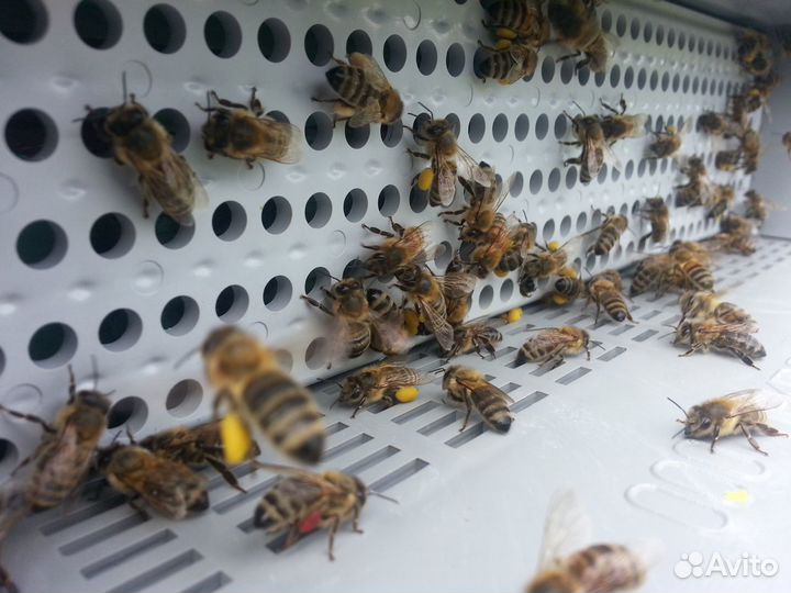 Натуральный Мёд с частной пасеки