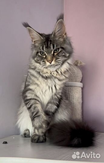 Мейн Кун девочка