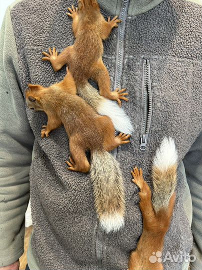 Алтайская белка. Телеутка. Ручные бельчата. Вольер