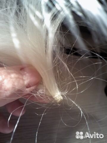 Хвост-основа