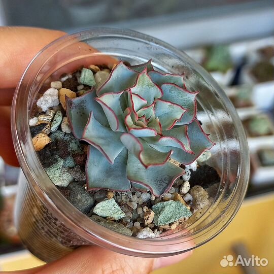 Суккуленты, редкие эхеверии