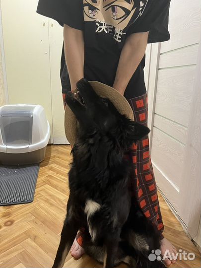 Собака в добрые руки