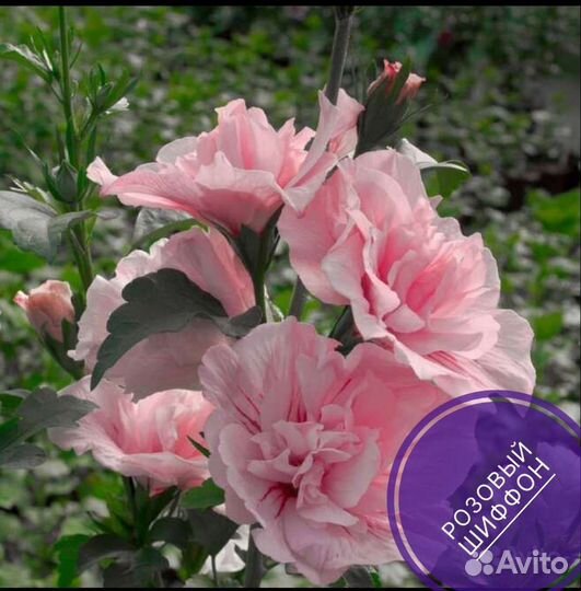 Сортовые гибискусы Чайна шифон, семена, черенки