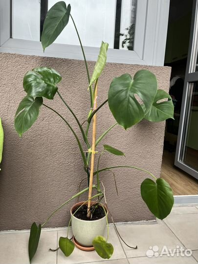 Монстера высота более 1 метра