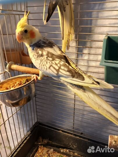 Птенец кореллы